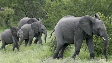Stropers moorden olifantenfamilie uit