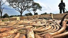 Recordhoeveelheid ivoor onderschept in Kenia
