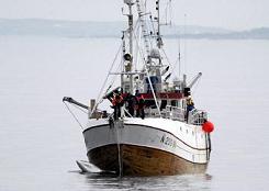 Eerste Japanse walvisjacht in 2011