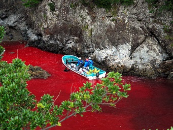 Dolfijnenjacht in Taiji, Japan: 
