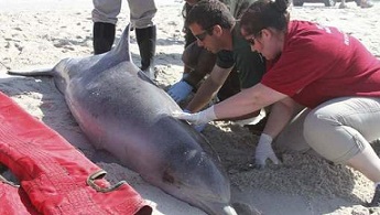 Aantal door virus gedode dolfijnen VS stijgt naar 1000