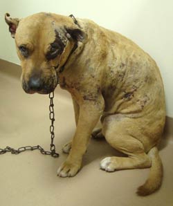 Straffen voor dierenmishandeling en dierenverwaarlozing