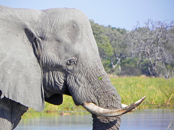 Petition against lifting the hunting ban on elephants in Botswana
