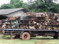 Thaise politie redt 1800 honden uit de pan
