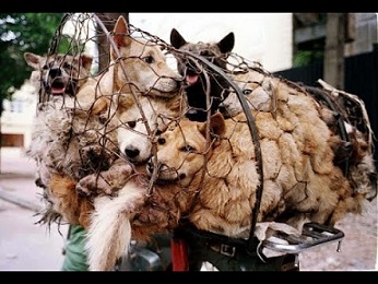 Grote actie tegen hondenvleesfeest Yulin