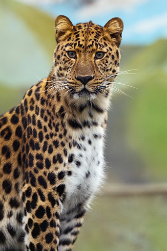 Verenigde Arabische Emiraten verbieden luipaarden als huisdier
