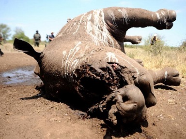 Misstanden in Afrika. Ruim duizend neushoorns gestroopt in Z-Afrika.