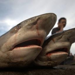 Haaienpopulaties met uitsterven bedreigd