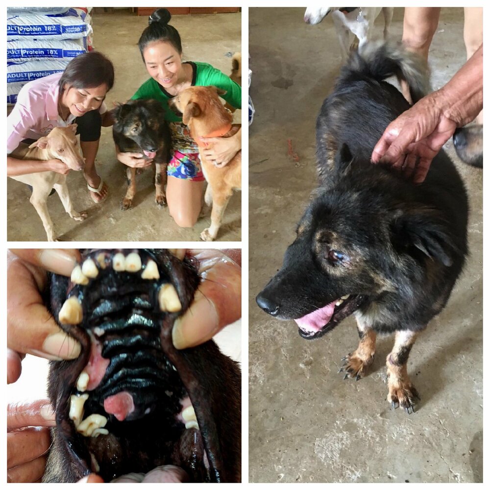 Stray animals rescued in Thailand