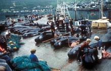 Record aantal dolfijnen (grienden) omgebracht op de Faeröer eilanden (Denemarken)