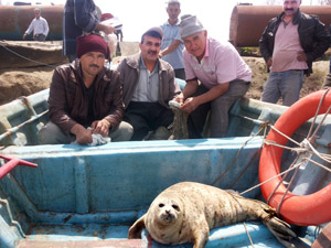 Zeehondenproject Kaspische Zee groeit