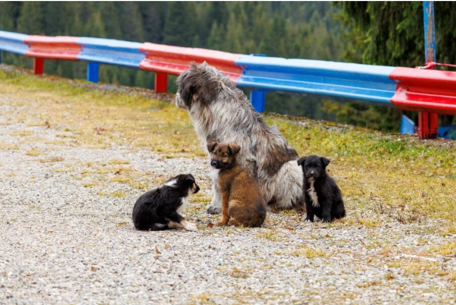 Een kijkje in de opvang van Roemeense straathonden