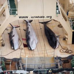 Tijdelijk verbod op Japanse walvisjacht in Zuidelijke IJszee