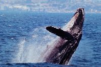 Japan jaagt weer op walvissen