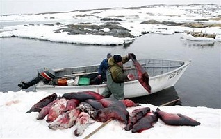 Rusland verbiedt import zeehondenbont